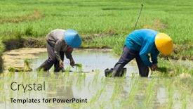  Presentation with rice paddy - 