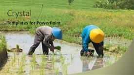  Presentation with paddy field - 