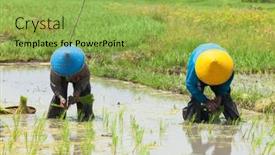  Presentation with paddy field - 