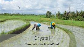  Presentation with paddy field - 