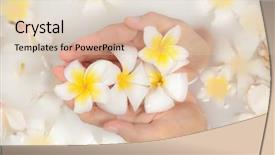  Presentation with white milk - Theme enhanced with bali frangipani - beauty spa and wellness treathment background and a lemonade colored foreground