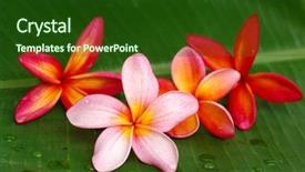  Presentation with plumeria - Beautiful theme featuring bali frangipani - colorful plumeria on banana leaf backdrop and a forest green colored foreground
