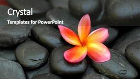  Presentation with plumeria - Cool new presentation with bali frangipani - plumeria on black stones backdrop and a  colored foreground