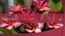  Presentation with beautiful nature in twilight - Presentation design enhanced with bali frangipani - set of beautiful plumerias background and a red colored foreground