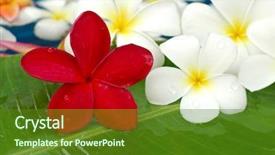  Presentation with plumeria - Slides consisting of bali frangipani - white and red plumeria background and a  colored foreground