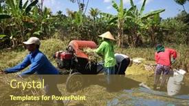  Presentation with rice grains - 