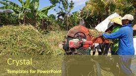  Presentation with rice grains - 