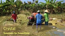  Presentation with rice grains - 