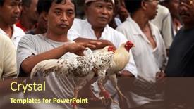  Presentation with tournament - Amazing PPT layouts having bali-january-14-balinese-villagers backdrop and a tawny brown colored foreground