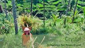  Presentation with rice plant - 