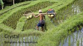  Presentation with bali - PPT theme with bali ricefield background and a  colored foreground