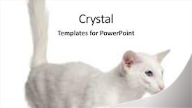  Presentation with walking cat - Presentation theme consisting of balinese cat 1 year old background and a white colored foreground