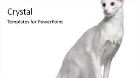  Presentation with cat - PPT layouts featuring balinese cat 11 months old background and a white colored foreground