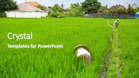  Presentation with rice field - PPT theme enhanced with balinese farmers working background and a shamrock green colored foreground