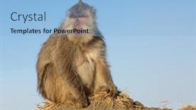  Presentation with monkey - Slide deck featuring balinese-long-tailed-monkey-macaca background and a light blue colored foreground