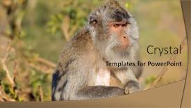  Presentation with monkey - Beautiful PPT theme featuring balinese-long-tailed-monkey-macaca backdrop and a coral colored foreground