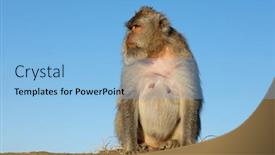  Presentation with monkey - Amazing slides having balinese-long-tailed-monkey-macaca backdrop and a light blue colored foreground