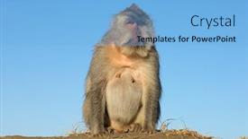  Presentation with monkey - Presentation featuring balinese-long-tailed-monkey-macaca background and a light blue colored foreground