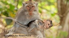  Presentation with monkey - Theme with balinese-long-tailed-monkey-macaca background and a coral colored foreground