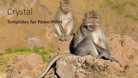  Presentation with bali - Slide set featuring balinese-long-tailed-monkeys-macaca background and a coral colored foreground