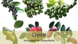  Presentation with tropical fruit - Slide set consisting of balita - set of tropical spice fruit background and a yellow colored foreground