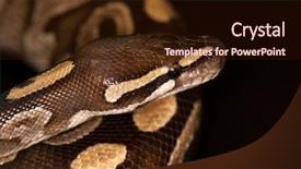  Presentation with python - Cool new theme with ball python - python regius isolated backdrop and a wine colored foreground
