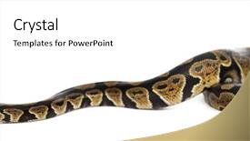  Presentation with python - Amazing presentation design having ball python backdrop and a white colored foreground
