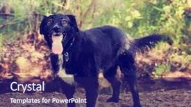  Presentation with filter - Presentation design enhanced with ball to be thrown background and a navy blue colored foreground