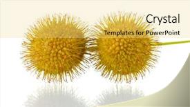  Presentation with ball bearing on a white - Beautiful PPT layouts featuring balls of maple seeds isolated backdrop and a  colored foreground