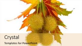  Presentation with maple leaf - Slide set featuring balls of maple seeds background and a  colored foreground