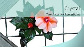  Presentation with white flower frame - Amazing PPT theme having balsam flower in wooden frame isolated on white background backdrop and a mint green colored foreground