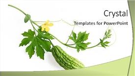  Presentation with vine - PPT theme with balsam pear bitter melon background and a white colored foreground