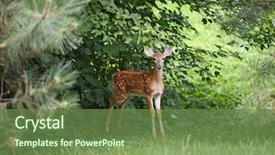  Presentation with bambi - Presentation having bambi - baby deer in the woods background and a tawny brown colored foreground