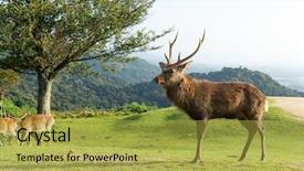  Presentation with natural - PPT theme enhanced with bambi - deer and natural landscape background and a yellow colored foreground