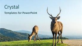  Presentation with buck - Cool new presentation theme with bambi - deer buck on mountain backdrop and a sky blue colored foreground