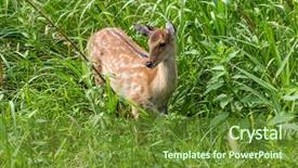  Presentation with bambi - PPT layouts consisting of bambi - deer fawn standing in tall background and a tawny brown colored foreground