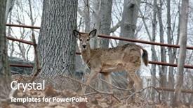  Presentation with bambi - Cool new slides with bambi - deer in the forest backdrop and a gray colored foreground