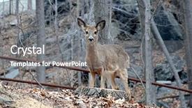  Presentation with deer - PPT layouts with bambi - deer in the forest background and a gray colored foreground