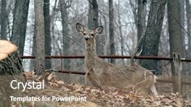  Presentation with deer - Cool new presentation with bambi - deer in the forest backdrop and a coral colored foreground