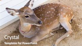  Presentation with bambi - PPT layouts enhanced with bambi - deer background and a coral colored foreground