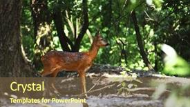  Presentation with bambi - Colorful PPT layouts enhanced with bambi - european wild dear in forest backdrop and a tawny brown colored foreground