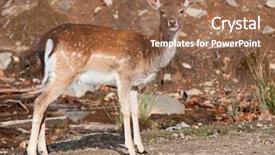  Presentation with bambi - Audience pleasing slide set consisting of bambi - fallow deer looking backdrop and a coral colored foreground