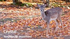  Presentation with bambi - Presentation design featuring bambi - fallow deer looking background and a coral colored foreground