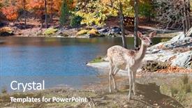  Presentation with bambi - Cool new slide set with bambi - fallow deer standing backdrop and a coral colored foreground