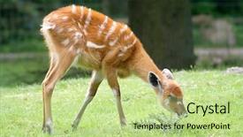  Presentation with bambi - Audience pleasing PPT theme consisting of bambi - fawn - grazing backdrop and a mint green colored foreground