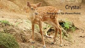  Presentation with bambi - Amazing presentation having bambi - fawn in a forest backdrop and a yellow colored foreground