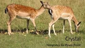  Presentation with bambi - Amazing PPT theme having bambi - fawn backdrop and a  colored foreground