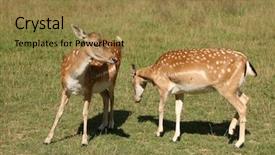  Presentation with bambi - Slides consisting of bambi - fawn background and a  colored foreground