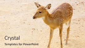  Presentation with bambi - Slide set enhanced with crackle - salty cookies made of ground background and a tawny brown colored foreground