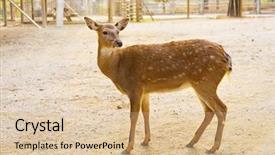  Presentation with bambi - Colorful slide deck enhanced with bambi - female roe deer backdrop and a lemonade colored foreground